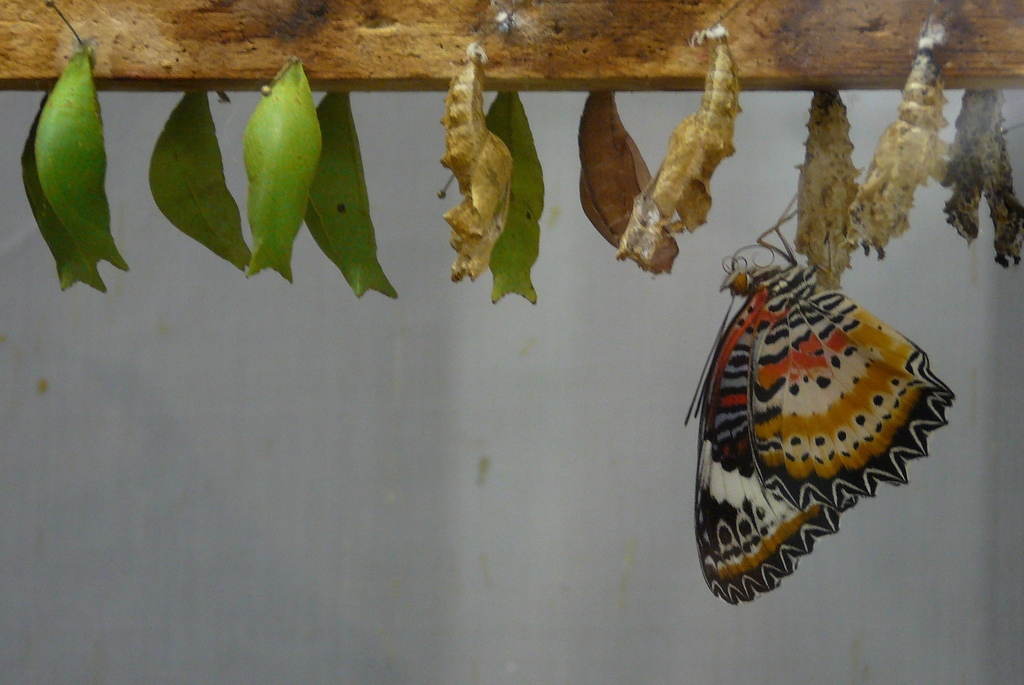 Gepensioneerd onstabiel goud vlinder met pop 1 | PSYCH-K Centre International
